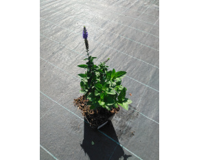 Veronica longifolia ‘First Glory’