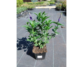 Veronica longifolia ‘First Glory’