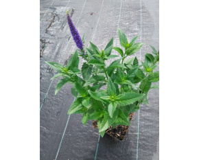 Veronica longifolia ‘First Glory’