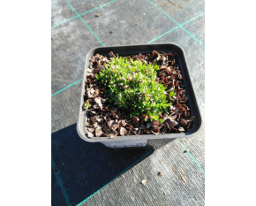 Silene acaulis ‘Floribunda’