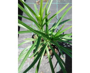 Lilium formosanum var. pricei