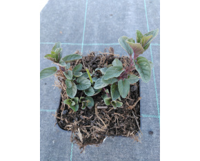 Mentha piperita