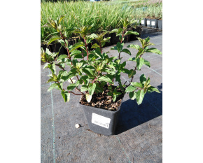 Mentha piperita
