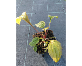 Echinacea purpurea ‘Magnus’