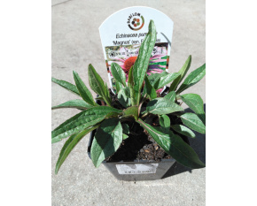Echinacea purpurea ‘Magnus’