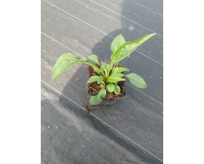 Echinacea purpurea ‘Magnus’
