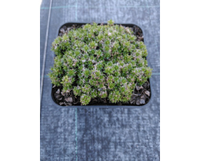 Silene acaulis ‘Alba’