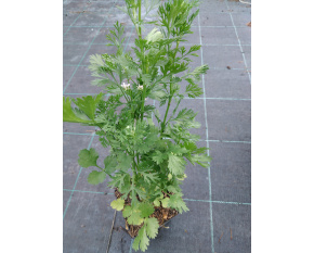 Coriandrum sativum