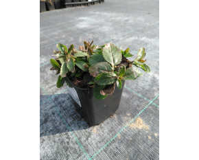 Veronica austriaca ‘Royal Blue’