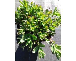 Veronica austriaca ‘Royal Blue’