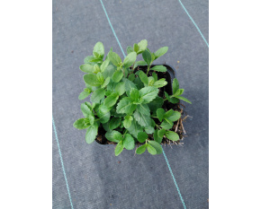 Veronica austriaca ‘Royal Blue’