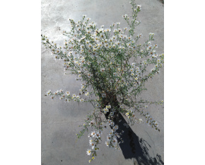 Aster ericoides ‘Monte Cassino’