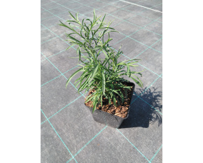 Aster ericoides ‘Monte Cassino’