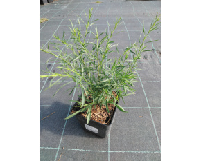Aster ericoides ‘Monte Cassino’