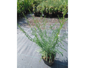 Aster ericoides ‘Monte Cassino’