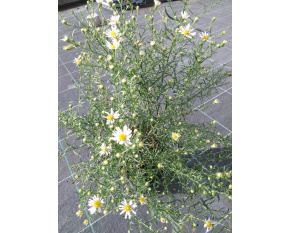 Aster ericoides ‘Monte Cassino’