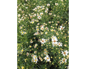 Aster ericoides ‘Monte Cassino’