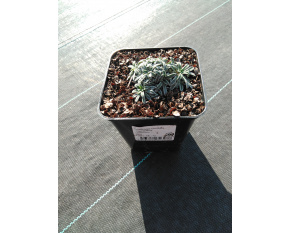 Saxifraga crustata ‘Carniolica’