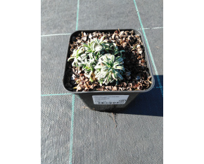 Saxifraga crustata ‘Carniolica’