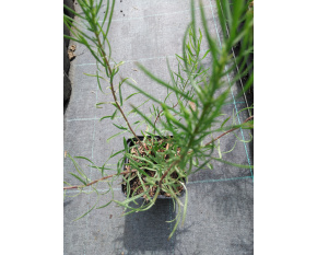 Aster linosyris