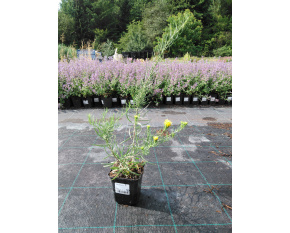 Aster linosyris