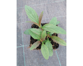Verbena hastata ‘Blue Spires’