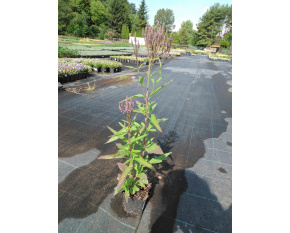 Verbena hastata ‘Blue Spires’