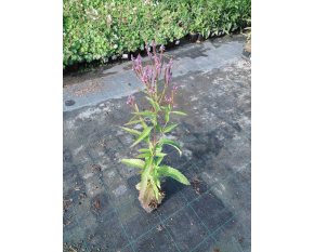 Verbena hastata ‘Blue Spires’