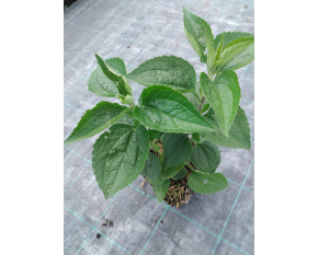 Rudbeckia subtomentosa ‘Henry Eilers’