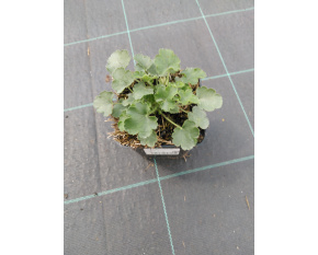 Heuchera pulchella