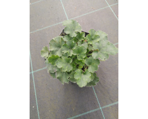 Heuchera pulchella