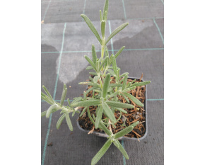 Rosmarinus officinalis ‘Arp’ P9x9