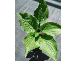 Hosta ‘Royal Standard’