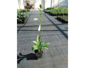 Hosta ‘Royal Standard’