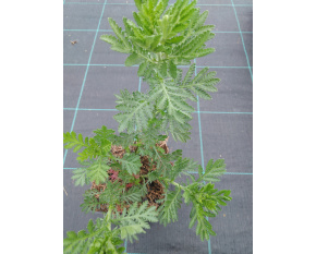 Anthemis tinctoria ‘E.C. Buxton’
