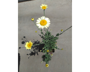 Anthemis tinctoria ‘E.C. Buxton’