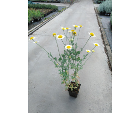 Anthemis tinctoria ‘E.C. Buxton’