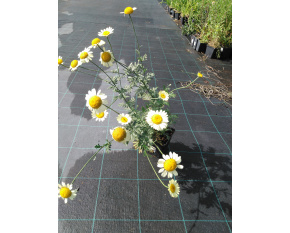 Anthemis tinctoria ‘E.C. Buxton’