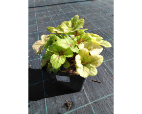 Heucherella ‘Mojito’