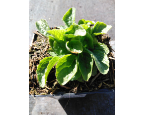 Digitalis purpurea ‘Alba’