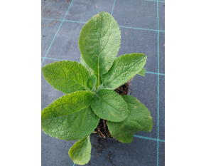 Digitalis purpurea ‘Alba’