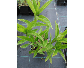 Helianthus microcephalus ‘Lemon Queen’