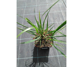 Calamagrostis x acutiflora ‘Karl Foerster’ P9x9