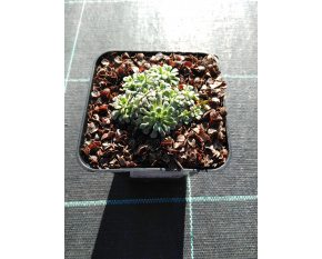 Saxifraga cochlearis ‘Minor’