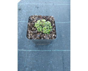 Saxifraga ‘London Pride’