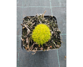 Sagina subulata ‘Adamič’