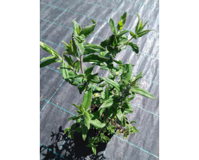 Pycnanthemum pilosum