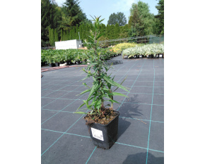 Aster dumosus ‘Starlight’