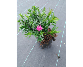 Aster dumosus ‘Starlight’