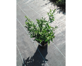 Aster dumosus ‘Starlight’